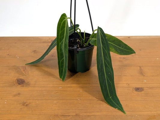 XL Anthurium Warocqueanum Queen Plant - 6-12" Leaves - Exotic Tropical Plant - Anthurium waroqueanum