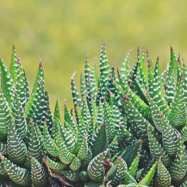Haworthia Succulent Starter Plant - Zebra Haworthia - Haworthiopsis attenuata - 3” Pot - Drought-Resistant Houseplant