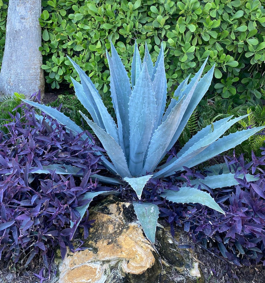 American Blue Agave Plant - Drought Tolerant Accent - Agave Americana - Exotic Landscape Focal Point
