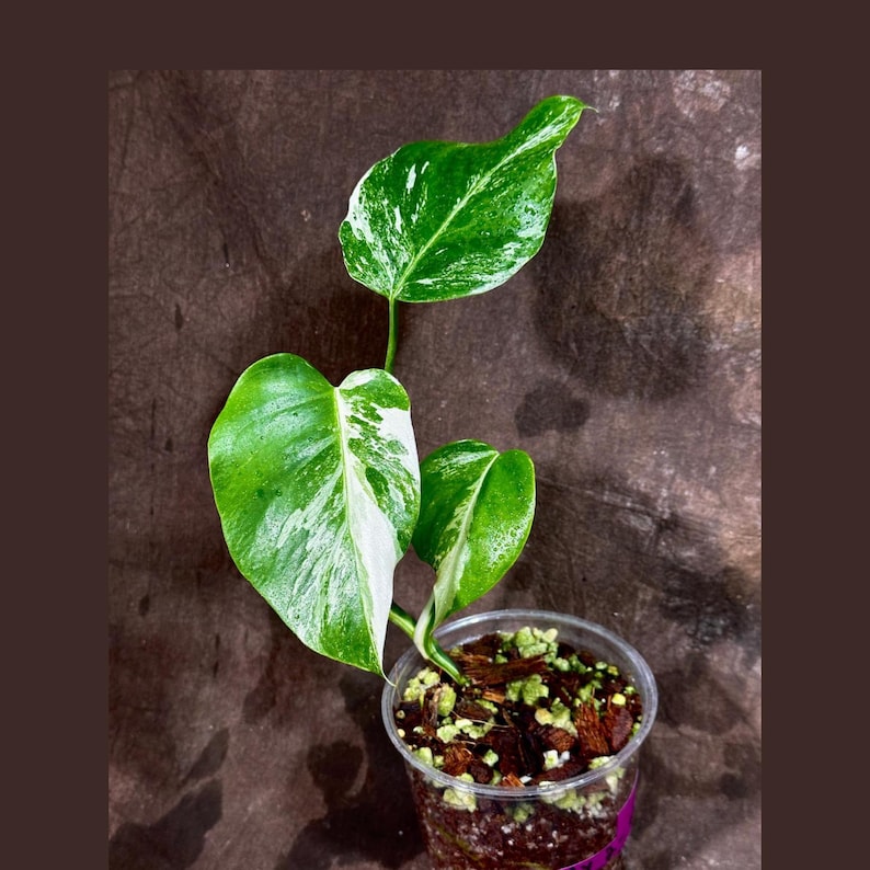Variegated Monstera Albo Plant - Rare Indoor White Borsigiana - Baby Leaf - Exact Plant - Albo Monstera - US Seller