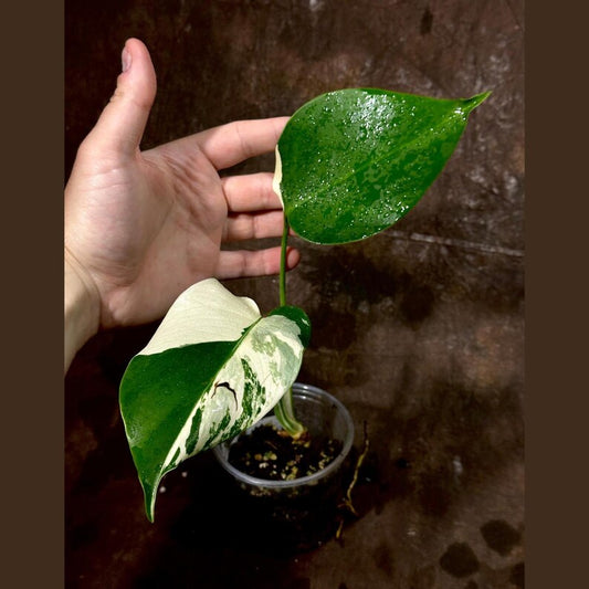 Variegated Monstera Albo Plant - Baby Leaf - Rare White Monstera Borsigiana - Indoor Plant - Exact Plant - US Seller