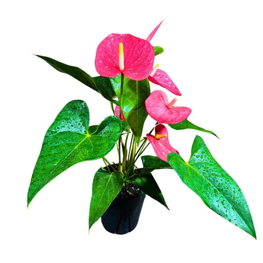 Anthurium Flowering Plant - 6" Pink Anthurium in Grow Pot - Easy Care Indoor Houseplant - Flamingo Flower - Anthurium andraeanum