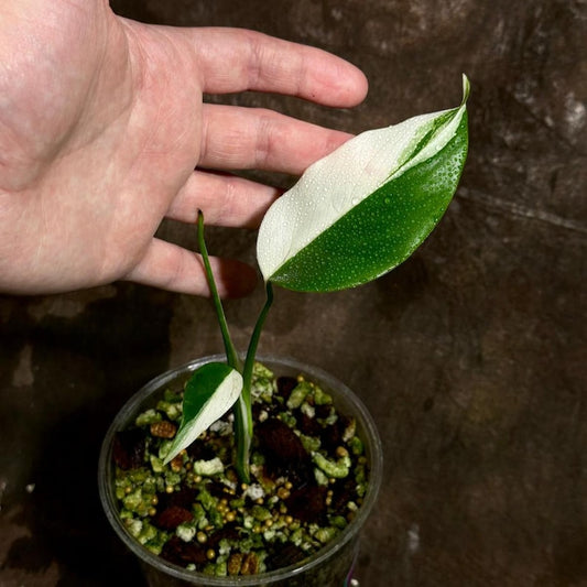 Variegated Monstera Albo Plant - Rare White Monstera Borsigiana - Baby Leaf Indoor Plant - Exact Plant - US Seller