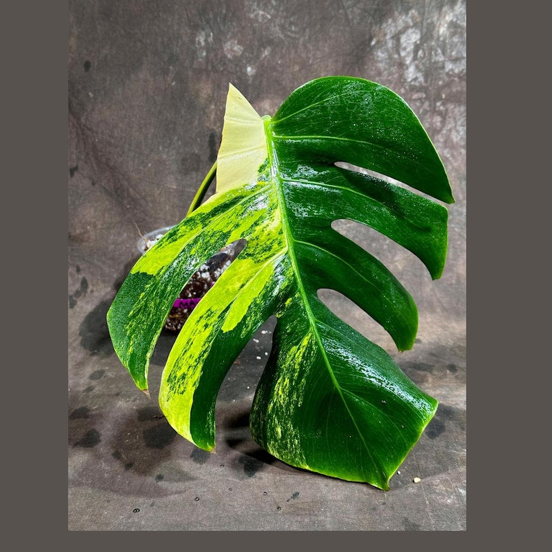 Monstera Aurea Variegated Borsigiana Plant in Nursery Pot - Monstera Marmota - Rare Tropical Houseplant - US Seller