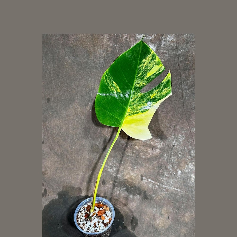 Monstera Aurea Variegated Borsigiana Plant in Nursery Pot - Monstera Marmota - Tropical Houseplant - Rare Indoor Decor
