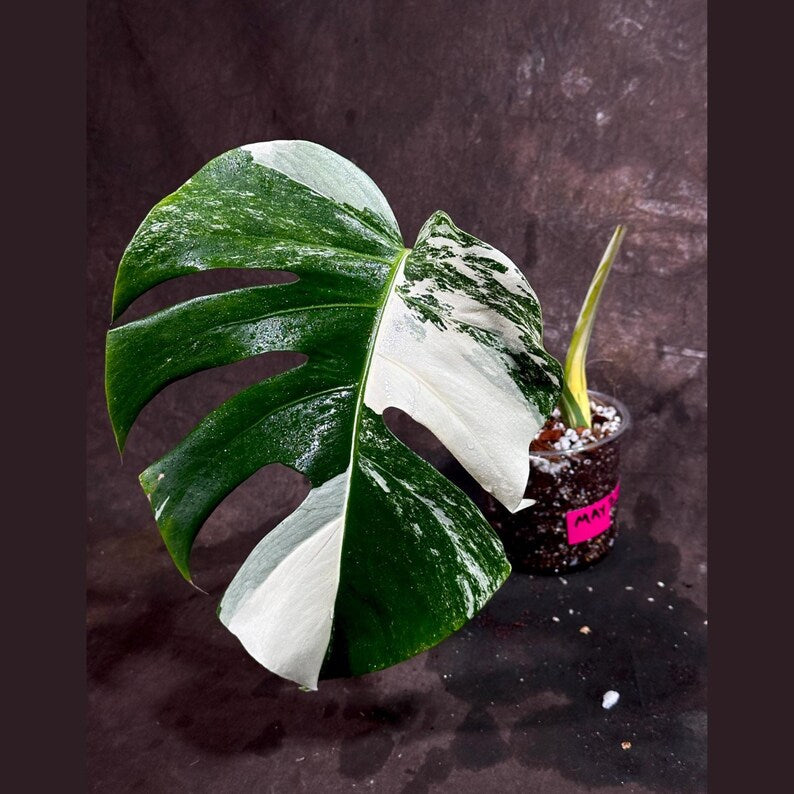 Variegated Golden Flame Epipremnum Pinnatum Live Plant in Nursery Pot - Rare Indoor Collector Plant - US Seller