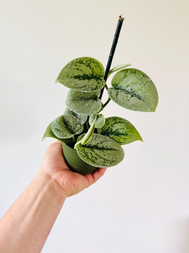 Scindapsus sp. Green Anaconda Plant - 4" Pot - Rare Green Variegated Aroid - Live Houseplant for Indoor Garden
