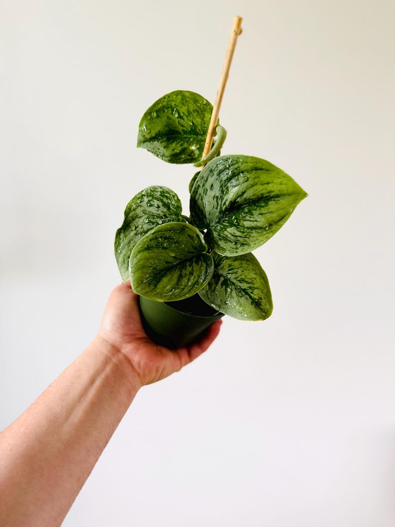 Scindapsus sp. Borneo Live Plant in 4” Pot - Rare Aroid Silver Satin Pothos - Dendritic Variegation - Houseplant
