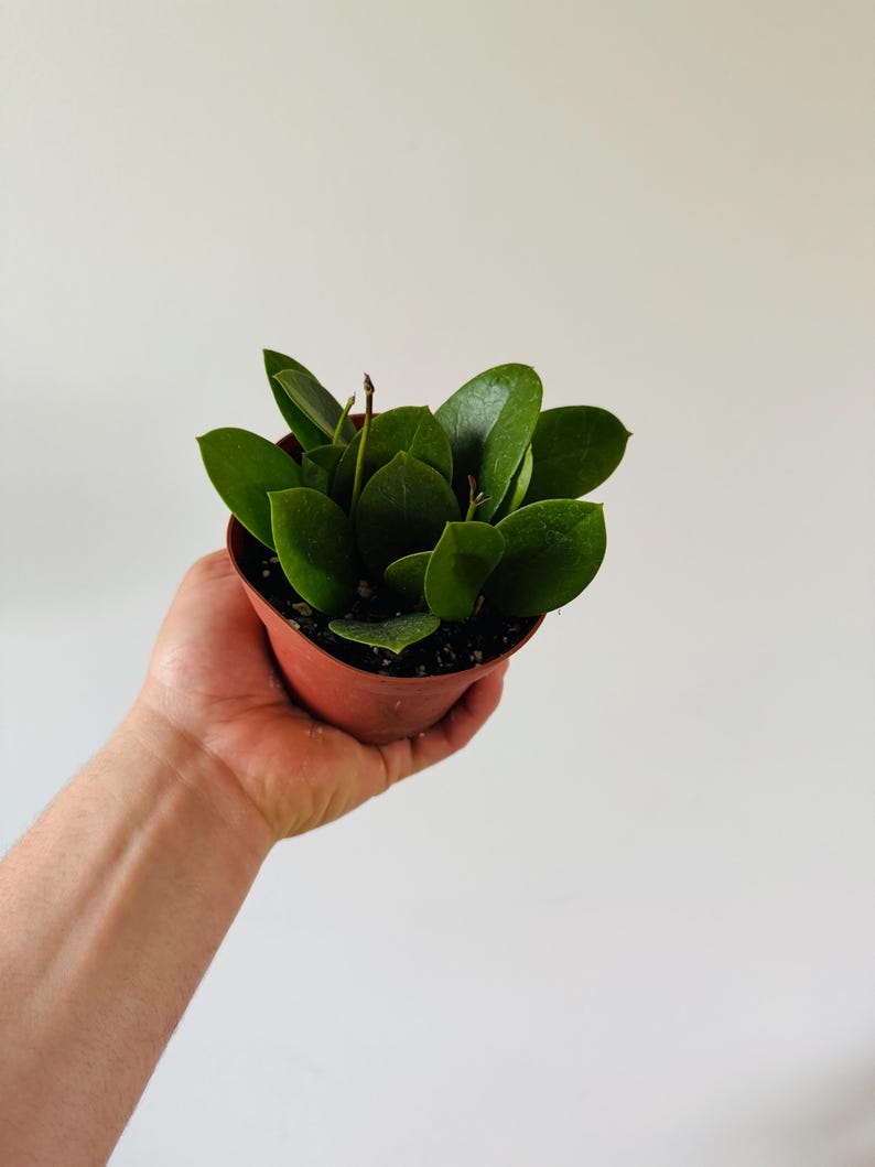Hoya Australis Coin Leaf - Live Houseplant in 4” Pot - Fragrant Wax Flowers - Vining Trailing Plant