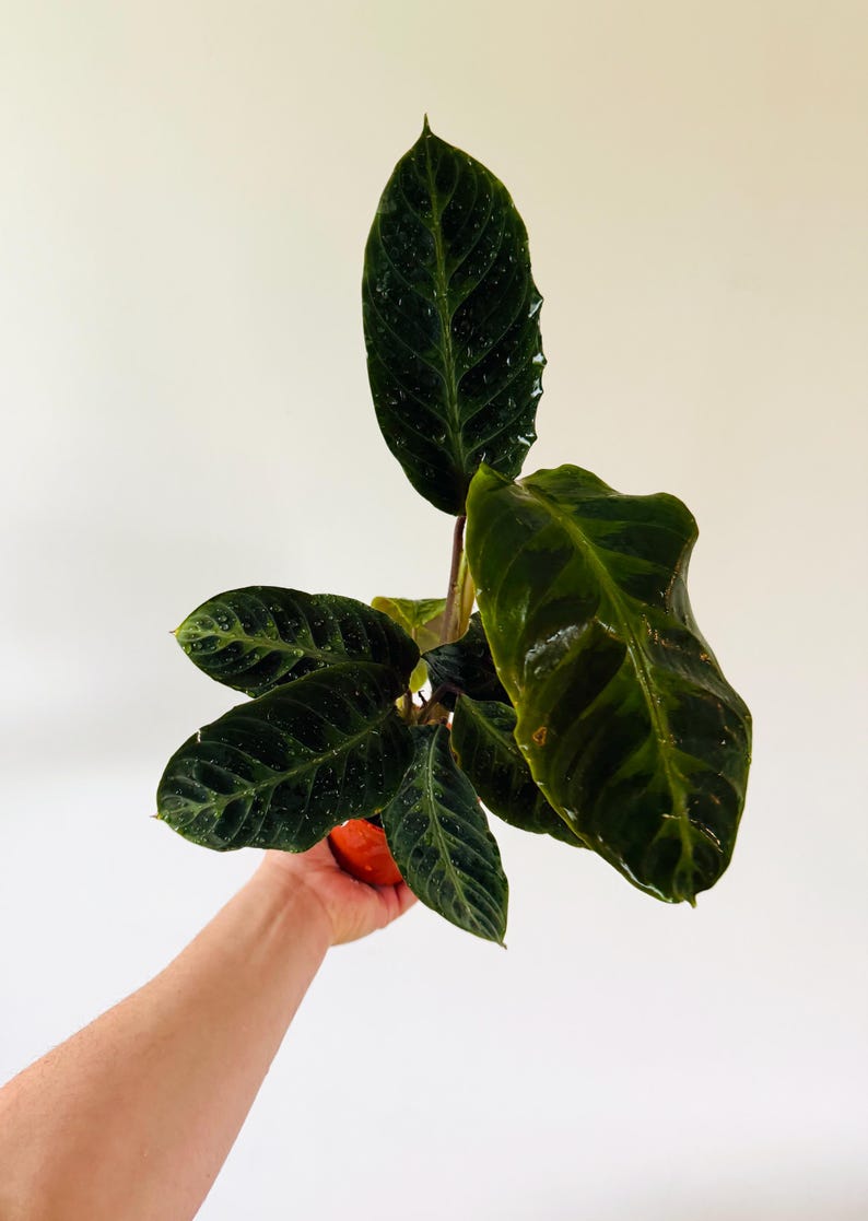 Calathea Warscewiczii - 4” Peacock Plant - Hybrid Jungle Velvet - Live Indoor Plant - Easy Care Houseplant
