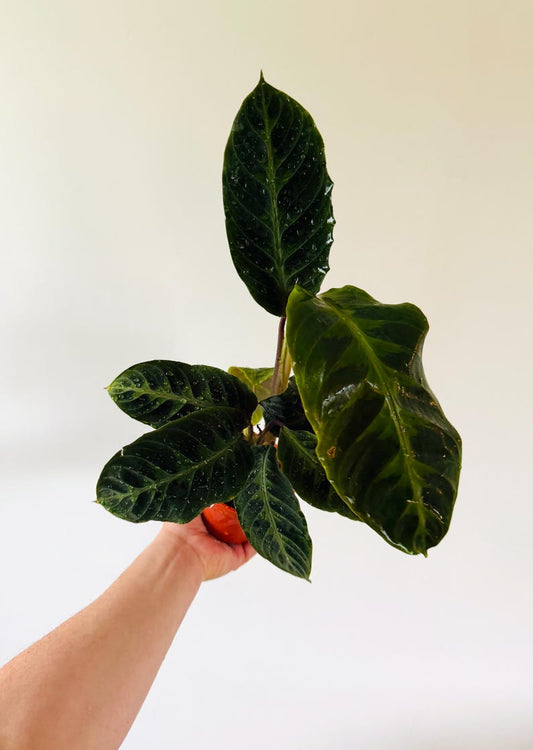 Calathea Warscewiczii - 4” Peacock Plant - Hybrid Jungle Velvet - Live Indoor Plant - Easy Care Houseplant