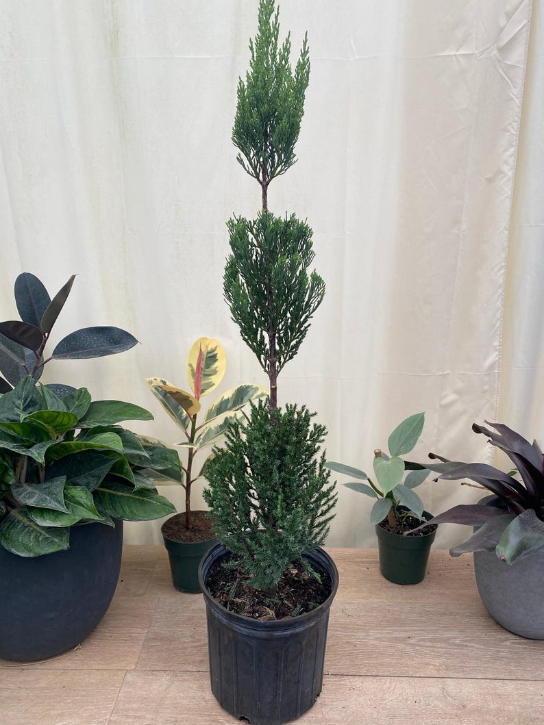 Topiary Tree - Triple Ball Blue Point Juniper - Juniperus chinensis 'Blue Point' - Elegant Evergreen Sculpture for Garden