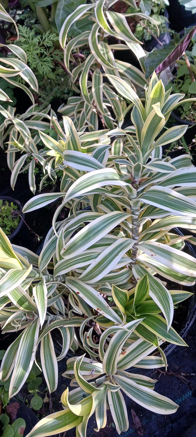 Dracaena Reflexa 'Song of India' Tropical Plant - 12 to 18" Indoor/Outdoor Accent Plant - Bright Green & Yellow Leaves