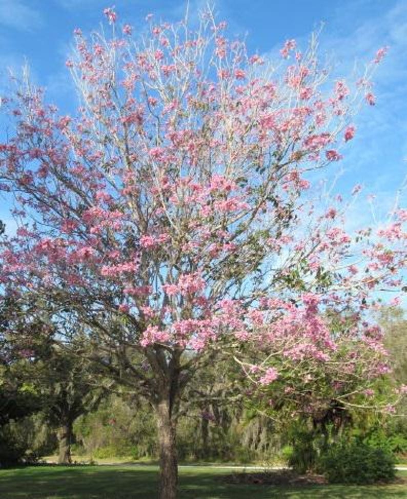 Pink Trumpet Tree - Tabebuia heterophylla - Fast Growing Pink Bloomer for Sunny Gardens - Deciduous Tree for Landscape