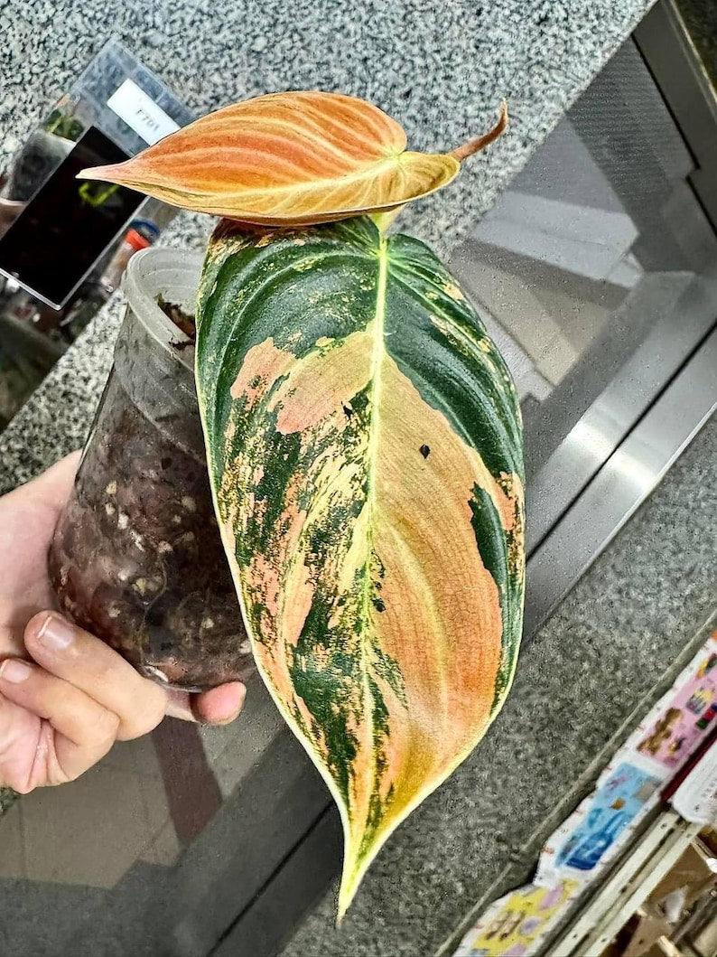 Variegated Philodendron Cutting - Rooted Single Leaf/Two Leaf - Orange Variegated - Philodendron Melanochrysum