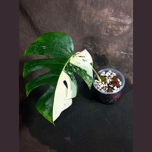 Variegated Monstera Albo Plant - Rare White Monstera Borsigiana - Exact Plant - Houseplant - US Seller - Indoor Decor
