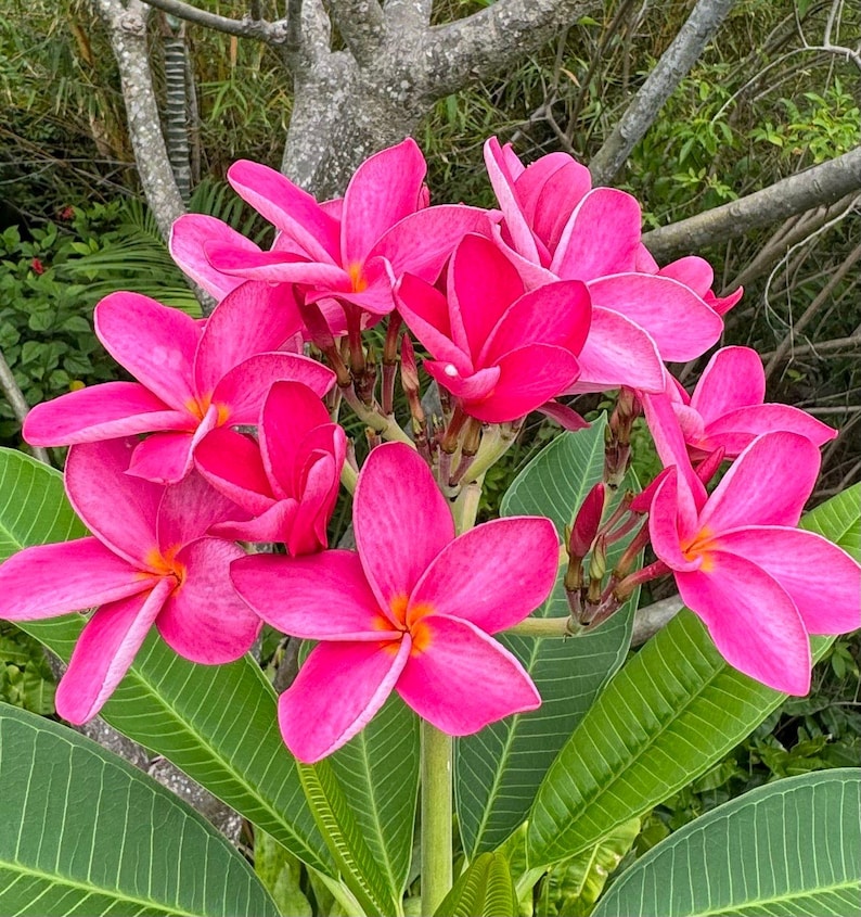 Plumeria Rubra Red Orchid Flowering Tree - Red Frangipani Plant - Tropical Ornamental Beauty - Perfect for Garden or Pots