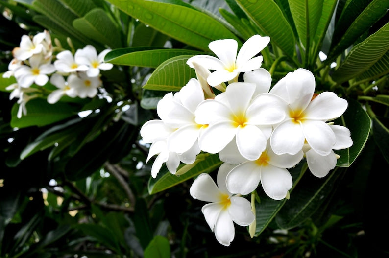 Plumeria Rubra Tree - White Orchid Flowering Frangipani, Tropical Ornamental Plant