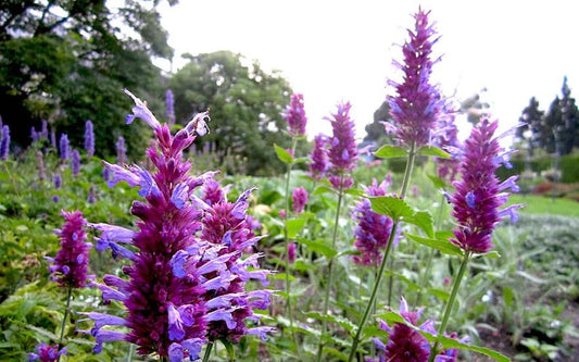 Agastache ‘Globetrotter’ Live Starter Plant 6-10” Hummingbird Mint, Peppermint-Scented, Agastache rugosa, Free Shipping