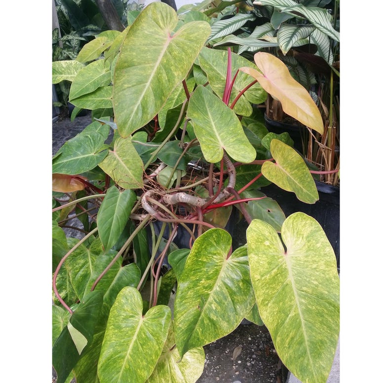 Variegated Philodendron Cutting - Painted Lady - Colorful Yellow Pink Red Leaves - Philodendron erubescens Hybrid