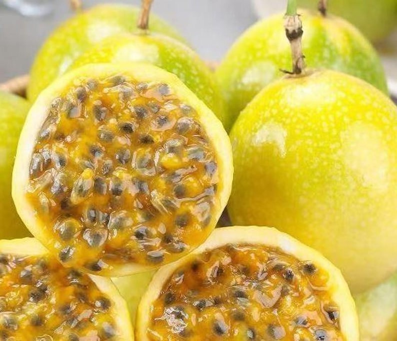 Sweet Sunrise Passion Fruit Live Starter Plant 4-6 inch - Passiflora edulis - Tropical Evergreen Vine, Chemical-Free, USDA Zones 9-11
