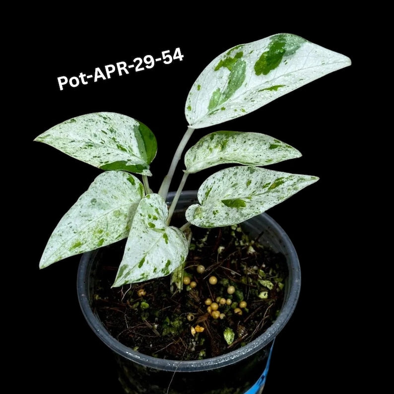 Rare Epipremnum Pinnatum Albo Variegated Plant in Nursery Pot - Indoor Plant - US Seller - Tropical Vining Plant