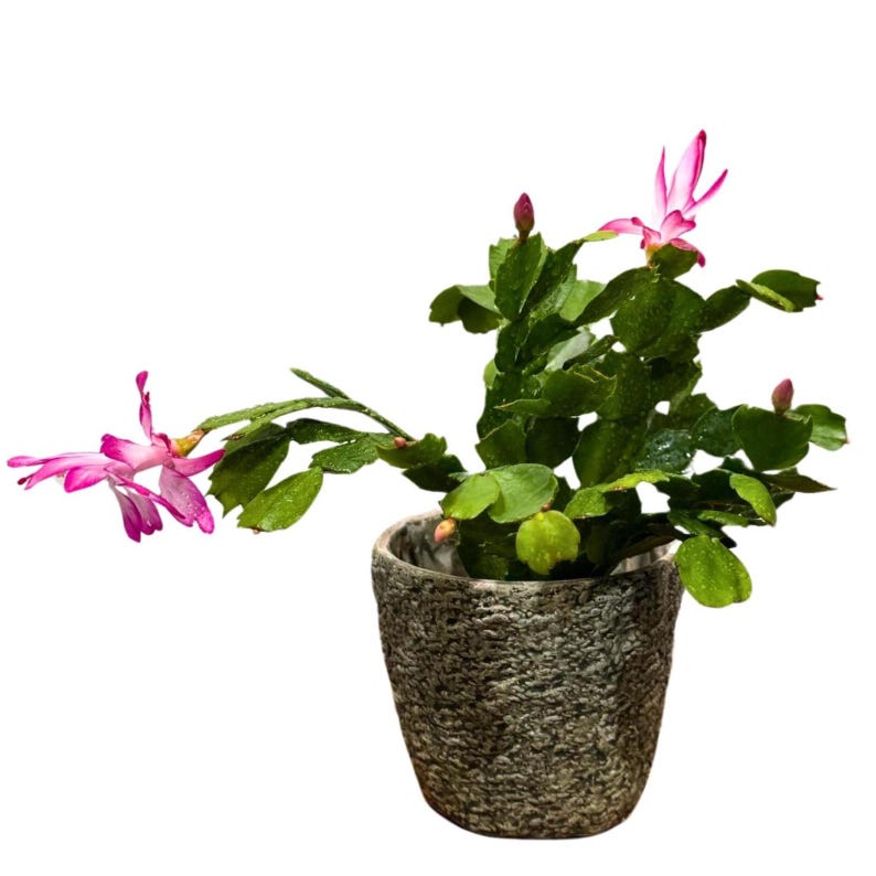 Christmas Cactus 4" Grow Pot Thanksgiving Cactus Schlumbergera Truncata Indoor Houseplant Low Light Succulent Plant