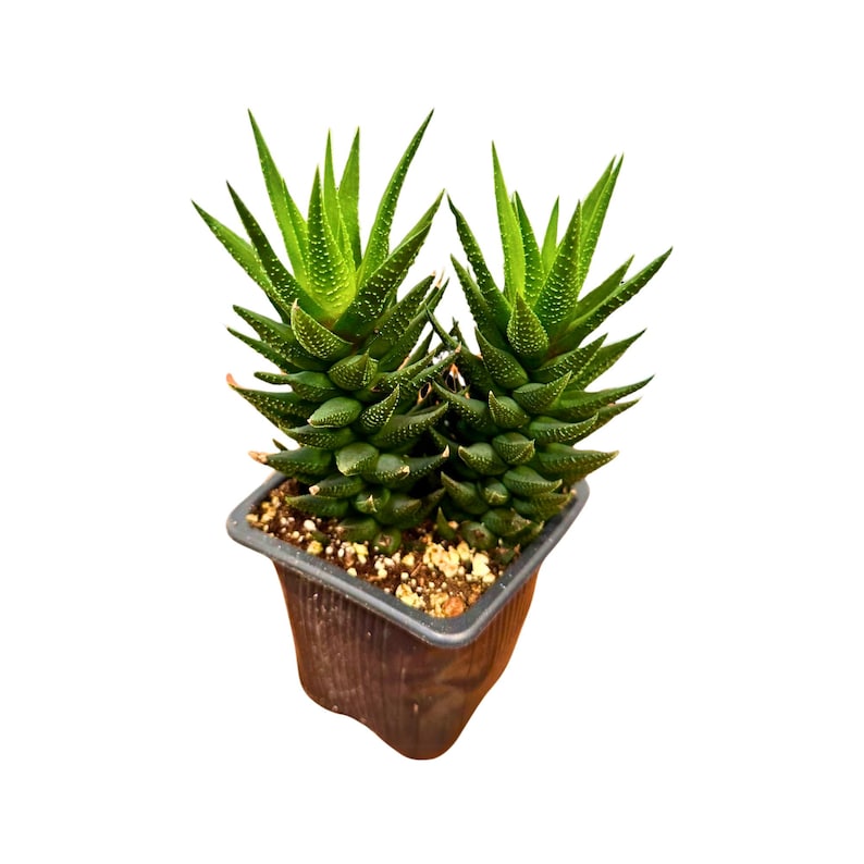 Haworthia Attenuata Plant in 3" Pot | Zebra Haworthia | Live Succulent | Easy Care Indoor Cactus | Mini Houseplant