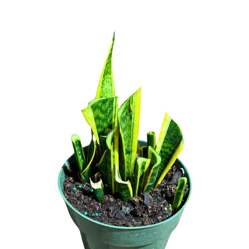 Sansevieria Laurentii Plant - 6" Grow Pot - Snake Plant - Mother-in-Law's Tongue - Live Indoor/Outdoor Houseplant