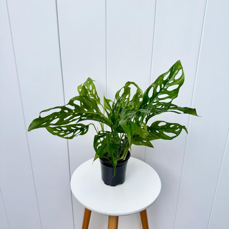 LIVE 4” Swiss Cheese Monstera Adansonii Plant | Tropical Trailing Houseplant | Mini Monstera for Home Decor & Gifts