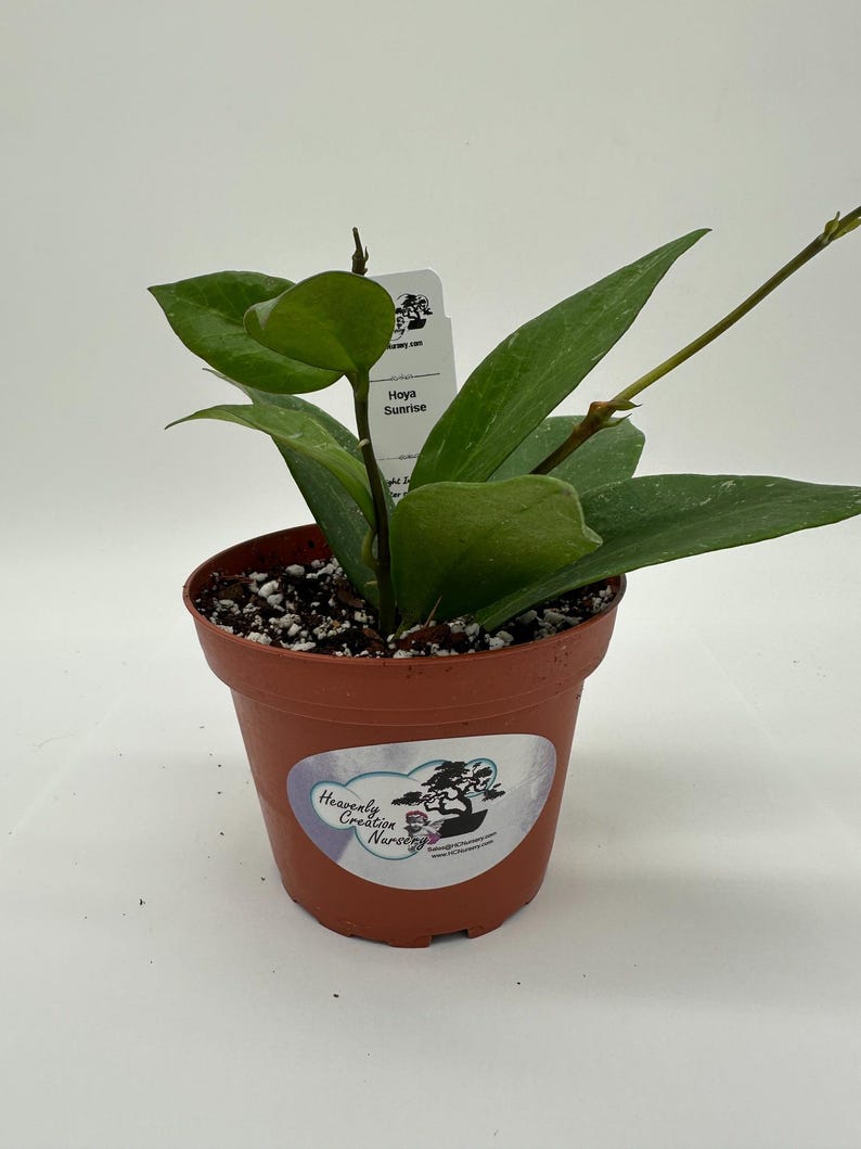 Live Hoya Sunrise 4" Plant - Wax Plant, Tropical - Hoya spp. - Low Maintenance Indoor Houseplant with Fragrant Flowers