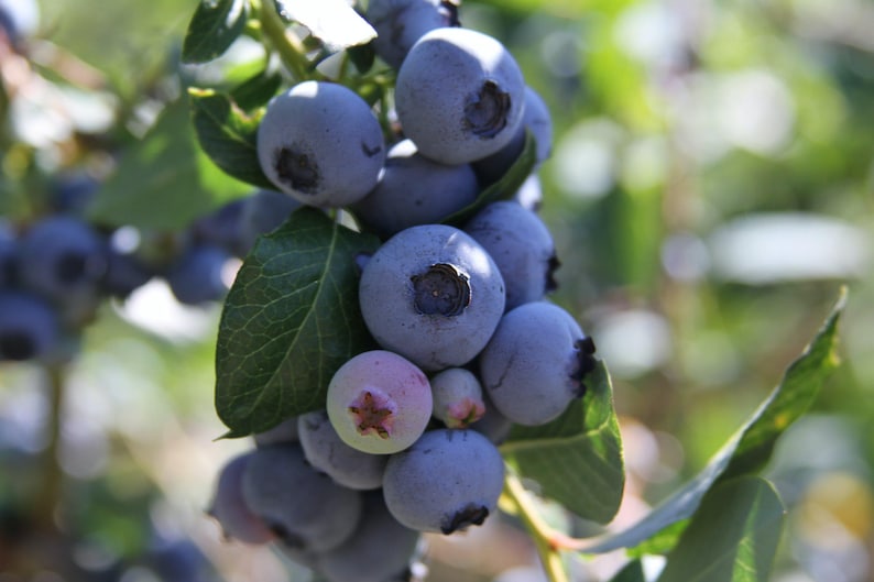 Organic Blueberry Starter Plant 6-8" 'Legacy' Vaccinium corymbosum - Hardy, Flavorful Variety - Free Shipping