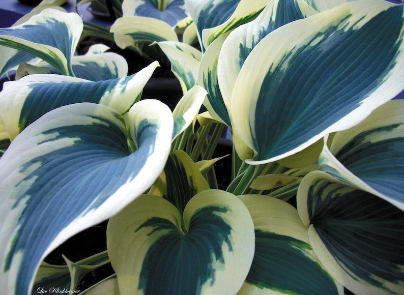 Hosta Plant Starter - 2.5" Pot - Blue Ivory Variety - Hosta 'Blue Ivory' - Plantain Lily - Live Perennial Plant