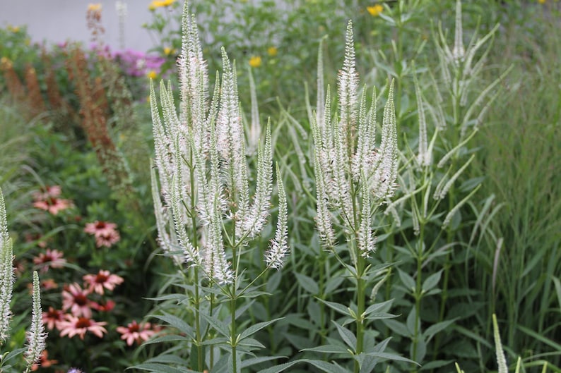 Culver's Root Live Starter Plant 4-8” - Veronicastrum virginicum - White Flowers - Hardy Zones 3-8 - Butterfly Friendly