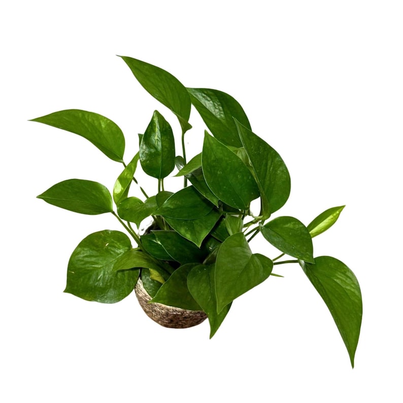 Jade Pothos Plant 4” Grow Pot - Jade Philodendron - Epipremnum Aureum - Low Light Indoor Air Purifying Houseplant