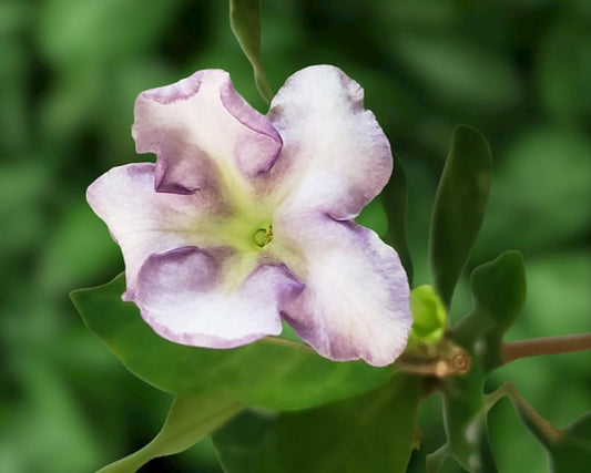 Brunsfelsia Isola Lady of Hispanola Plant - Fragrant Pastel Lavender Yellow Flowers - Well-Rooted Starter Plant - Brunsfelsia americana