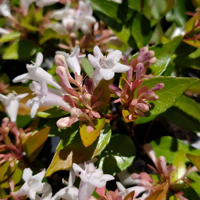 Abelia Shrub Plant - Starter Size - Francis Mason - Abelia x grandiflora 'Francis Mason' - Vibrant Foliage, Attracts Butterflies
