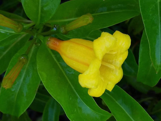 Bahama Firebush Plant - Starter Size 4" - Yellow Orange Flowers for Hummingbirds - Hamelia cuprea - Well-Rooted Plant