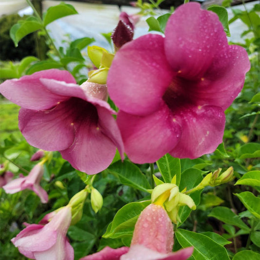Allamanda Vine Starter Plant - Cherry Jubilee Burgundy Pink Flowers - Allamanda blanchetii - Well-Rooted 4" Diameter Root Zone