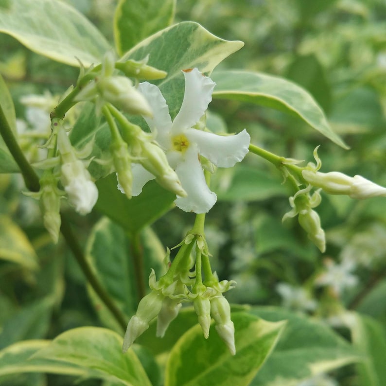 Variegated Southern Jasmine Vine Live Plant - 4 Inch Pot - Trachleospermum jasminoides - Fragrant Green White Leaves