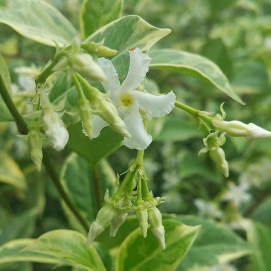 Variegated Southern Jasmine Vine Live Plant - 4 Inch Pot - Trachleospermum jasminoides - Fragrant Green White Leaves