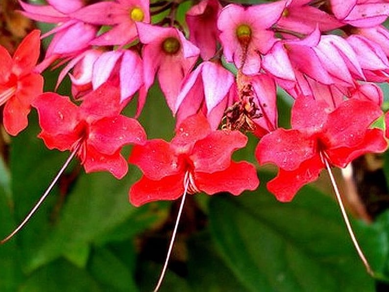 Bleeding Heart Vine Live Plant - Clerodendrum speciosum - Heirloom Red - Starter Size 4" Root Zone - Easy to Grow for Shade Gardens