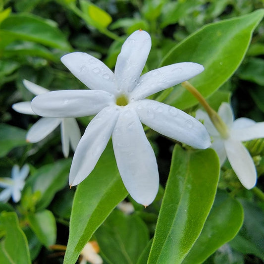 **Downy Jasmine Live Plant Starter Size 4" - Jasminimum multiflorum, Lightly Fragrant White Flowers, Easy to Grow**