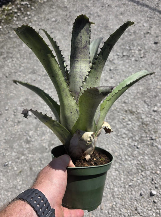 Bromeliad Plant - Hohenbergia edmundoii - Live Outdoor Plant - Tropical Houseplant - Unique Indoor Decor