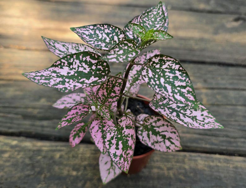 Polka Dot Plant - 3-8 Inch Pink and Green Indoor Plant - Hypoestes Phyllostachya - Colorful Houseplant for Home Decor