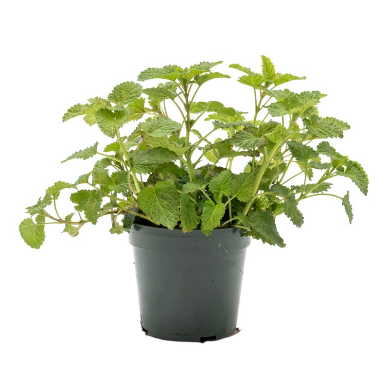 Lemon Balm Plant - 4" Fully Rooted Melissa Officinalis - Fragrant Culinary Herb - Hardy & Thriving in Premium Nursery Pot