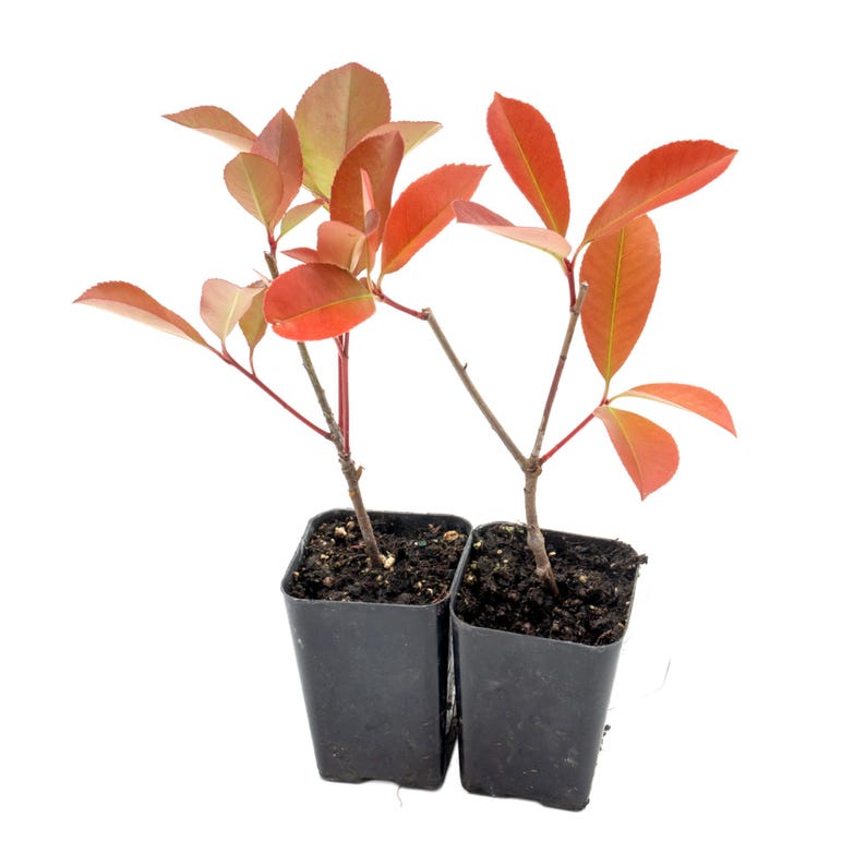 Red Tip Photinia Shrub in 2.5" Nursery Cube - Photinia x Fraseri - Vibrant Evergreen with Glossy Green & Red New Growth