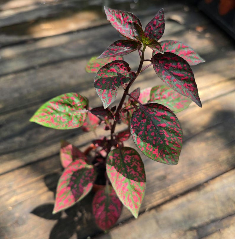 Polka Dot Plant - 4-9 in - Red with Green - Hypoestes phyllostachya - House Plant - Acanthaceae Family - Indoor Decor