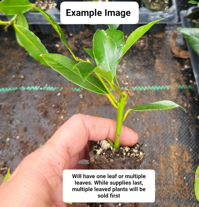 Laurus nobilis Bay Leaf Tree Starter Plant - Sweet Bay Laurel, Aromatic Culinary Herb, 4" Plug Plant