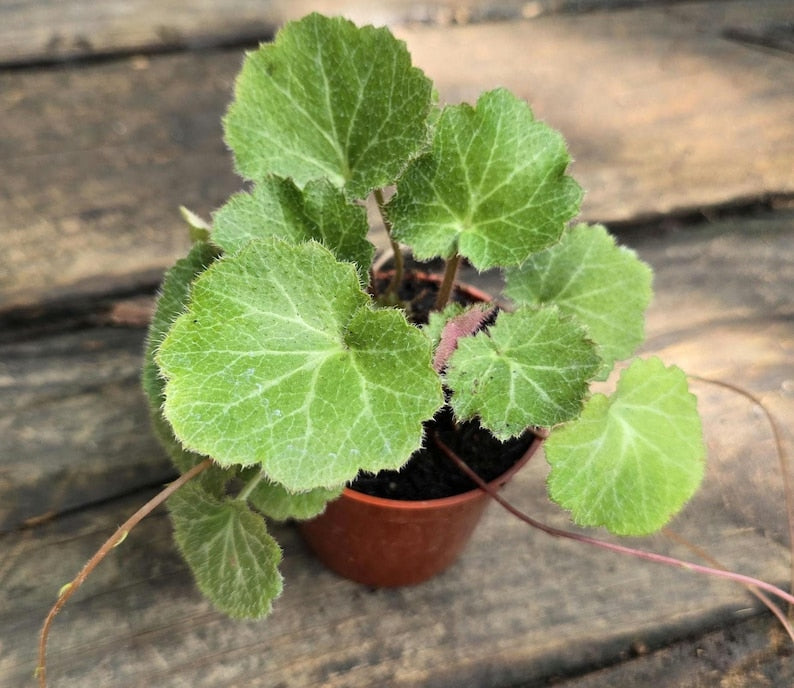 Strawberry Begonia Plant - 2-4in - Saxifraga stolonifera - Perennial Flowering Plant - Easy Care Houseplant
